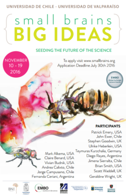 small brain big ideas