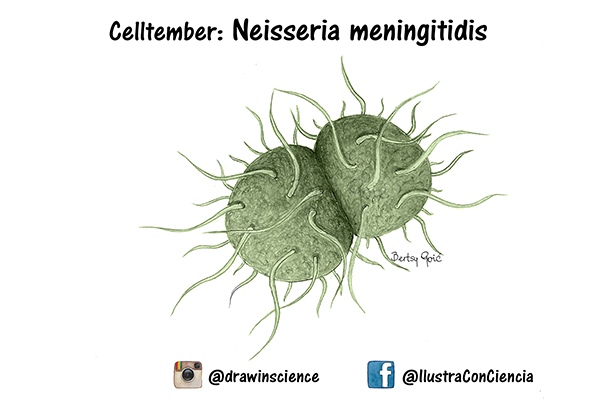 Neisseria meningitidis, más conocida como meningococo