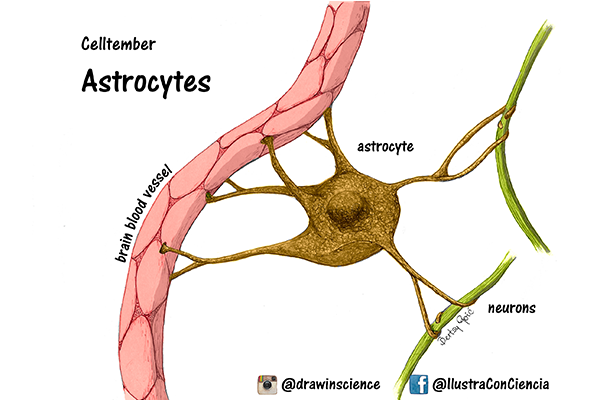 Astrocitos