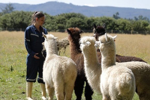 Llamas de Nanobodies - Austral Incuba